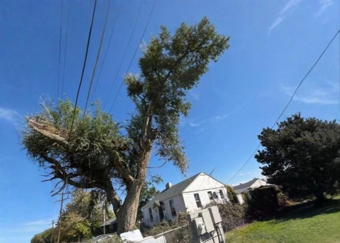 Professional Tree Removal - Before